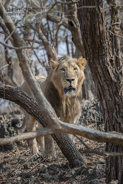 Asiatischer Löwe (Panthera leo persica)  Männchen durchstreift das Gebiet  Gir Interpretation Zone oder Devalia Safari Park  Gir-Nationalpark  Gir-Schutzgebiet  Gujarat  Indien  Asien