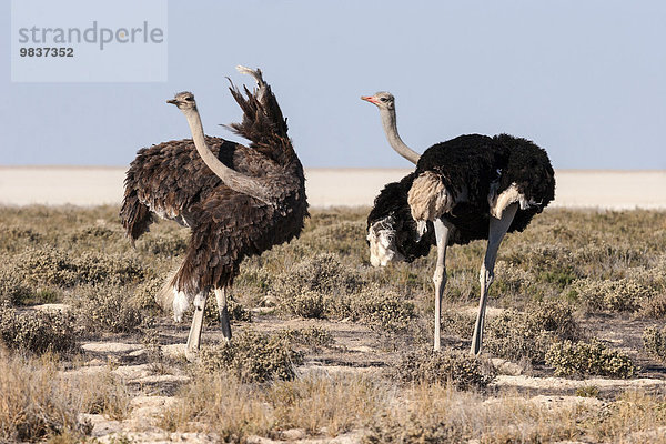 Afrikanische Strauße (Struthio camelus)  Männchen und Weibchen  Balzverhalten  Etosha Nationalpark  Namibia  Afrika