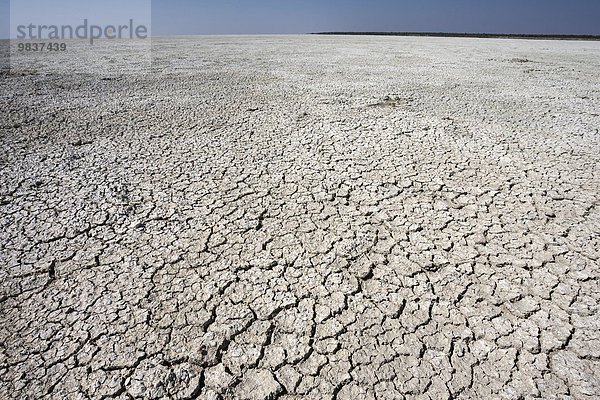 Ausgetrocknete  rissige Etosha Salzpfanne  Etosha-Nationalpark  Namibia  Afrika