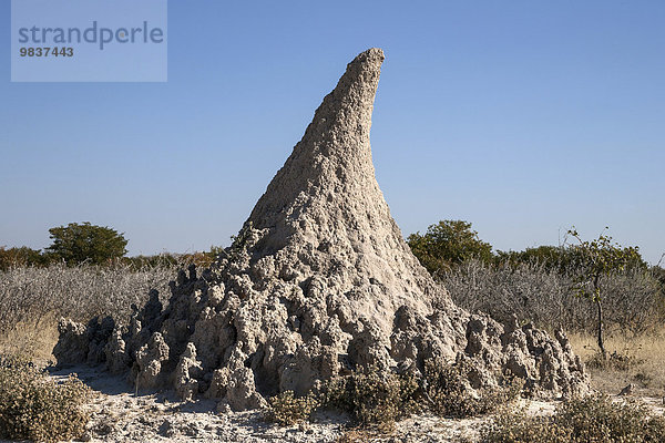Termitenhügel  Etosha-Nationalpark  Namibia  Afrika
