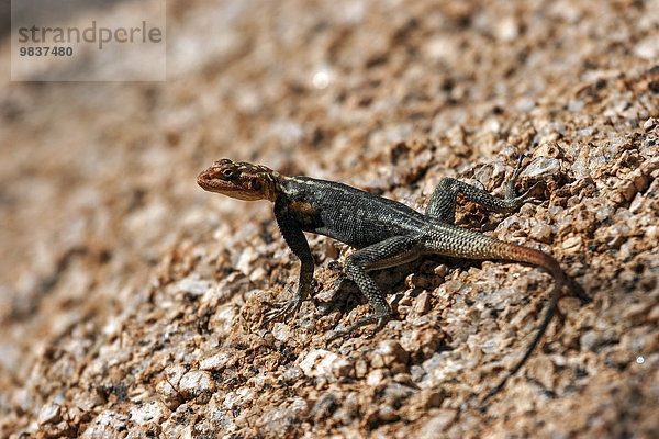 Felsenagame (Agama planiceps)  Spitzkoppe  Namibia  Afrika