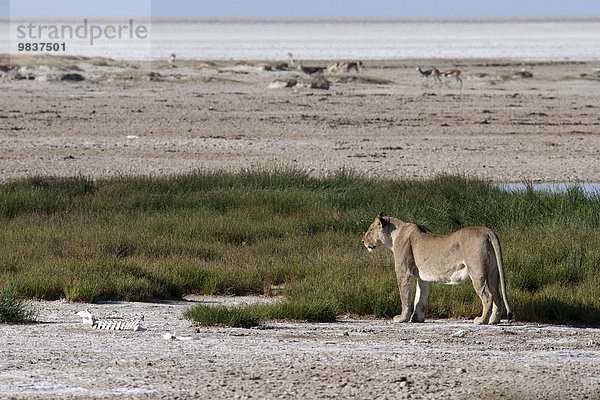 Afrikanischer Löwe (Panthera leo)  Weibchen  Etosha-Nationalpark  Namibia  Afrika