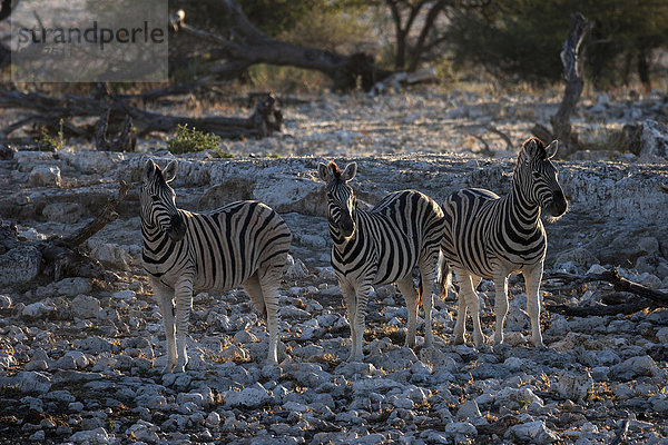 Burchell-Zebras (Equus burchellii)  Etosha Nationalpark  Namibia  Afrika