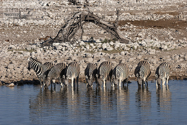 Burchell-Zebras (Equus burchellii) trinken am Wasserloch Okaukuejo  Etosha Nationalpark  Namibia  Afrika