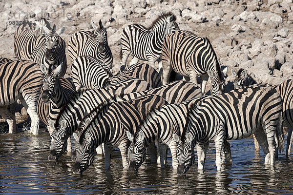 Herde Burchell-Zebras (Equus burchellii) trinken am Wasserloch Okaukuejo  Etosha Nationalpark  Namibia  Afrika