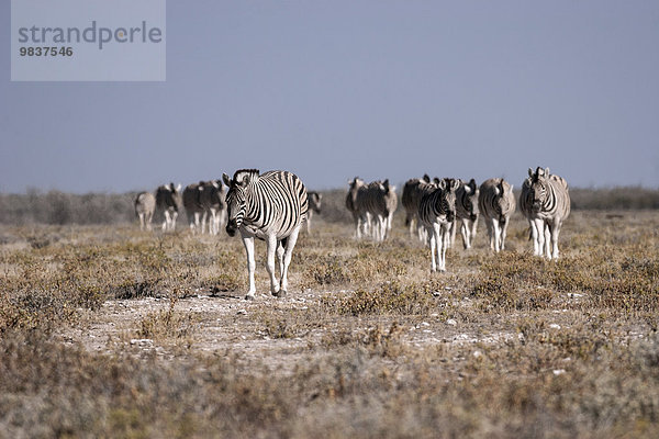 Herde Burchell-Zebras (Equus burchellii)  Etosha Nationalpark  Namibia  Afrika