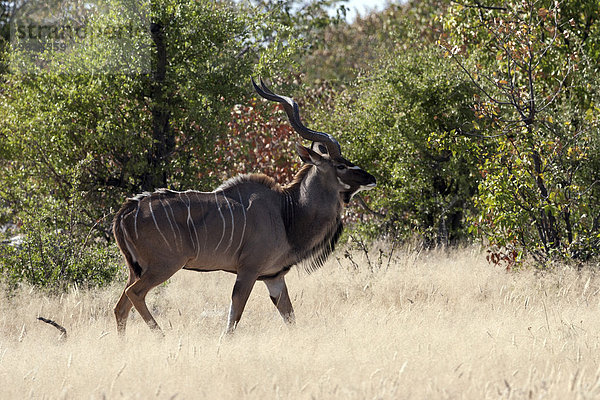 Großer Kudu (Tragelaphus strepsiceros)  Männchen  Etoscha-Nationalpark  Namibia  Afrika