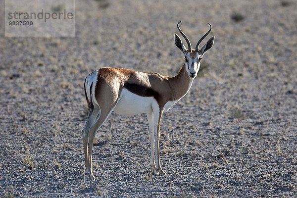 Springbock (Antidorcas marsupialis)  Etosha-Nationalpark  Namibia  Afrika