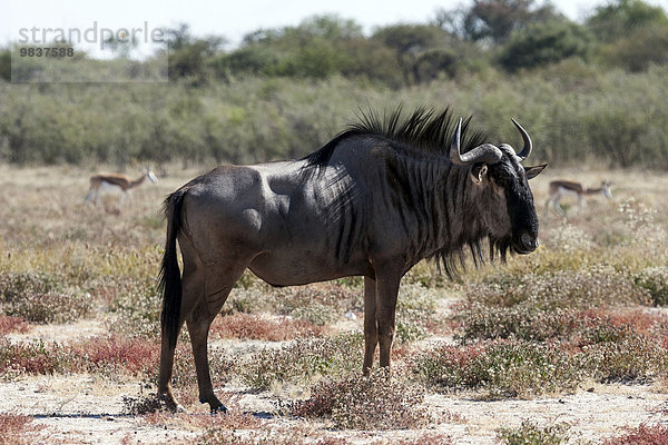 Streifengnu (Connochaetes taurinus)  Etosha-Nationalpark  Namibia  Afrika
