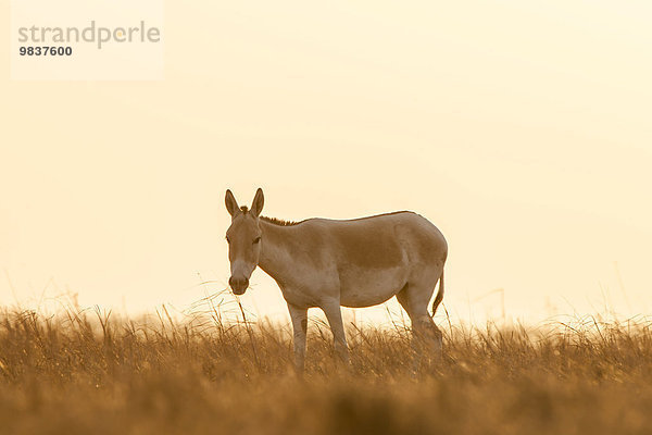 Asiatischer Esel  Halbesel (Equus hemionus)  auch Khur  bedrohte Tierart  im Abendlicht  kleiner Rann von Kachchh  Gujarat  Indien  Asien