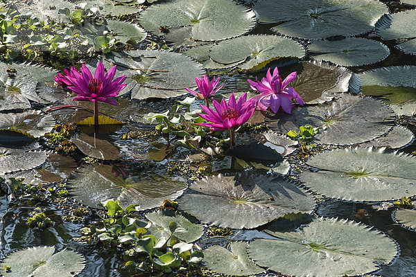 Lotusblüten (Nelumbo)  Vembanad-See  Kerala  Südindien  Indien  Asien