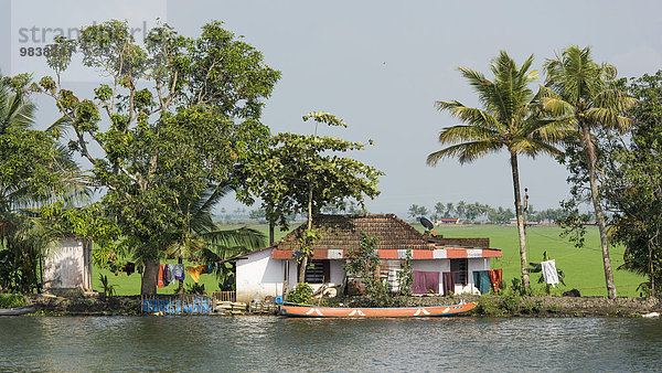 Häuser und Bäume  dahinter Reisfelder  Kanalsystem Backwaters  bei Alappuzha  Kerala  Indien  Asien