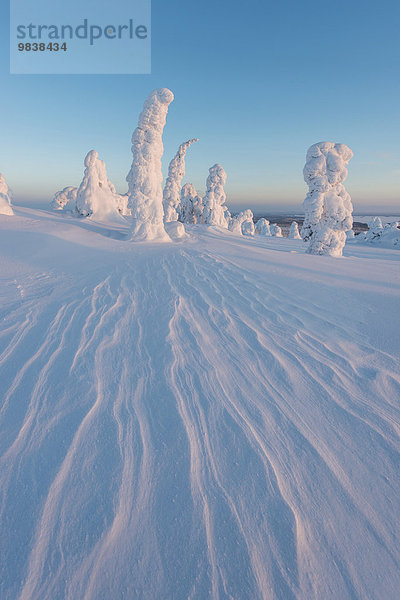 Eingeschneite Bäume  Winterlandschaft  Riisitunturi-Nationalpark  Posio  Lappland  Finnland  Europa