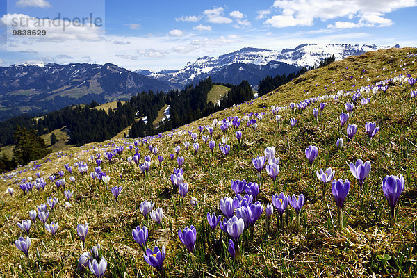 Wiese mit blühenden Krokussen (Crocus vernus) beim Rämisgummen mit Ausblick zur Schrattenfluh  Emmental  Kanton Bern  Schweiz  Europa