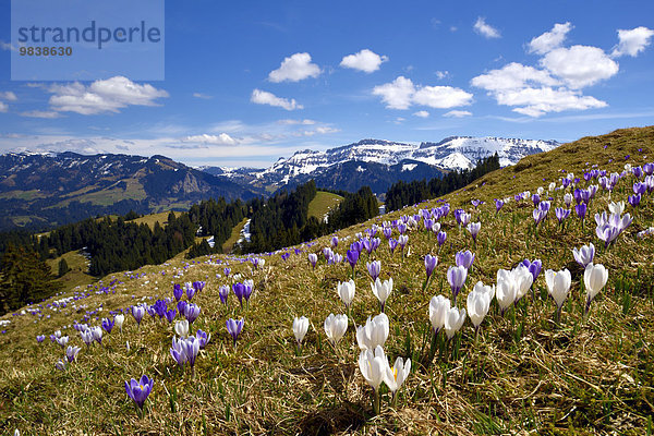 Wiese mit blühenden Krokussen (Crocus vernus) beim Rämisgummen mit Ausblick zur Schrattenfluh  Emmental  Kanton Bern  Schweiz  Europa