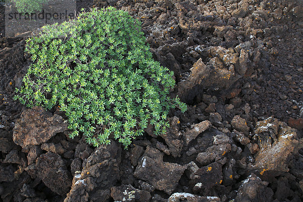 Balsam-Wolfsmilch (Euphorbia balsamifera) auf Lavagestein  Lanzarote  Kanarische Inseln  Kanaren  Spanien  Europa