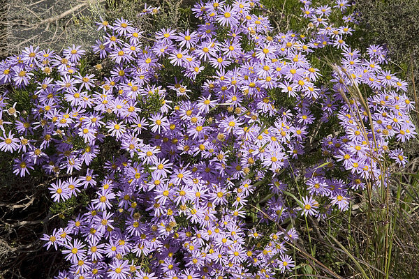 Blaue Margerite (Felicia fruticosa)  Kap-Region  Südafrika