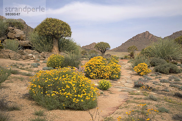 Frühling im Goegap-Naturreservat mit Skaapbos-Büschen (Tripteris oppositifolia)  Namaqualand  Südafrika