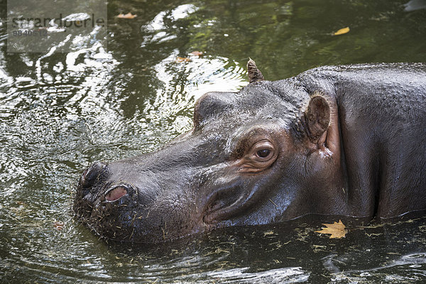 Flusspferd (Hippopotamus amphibius) im Wasser  Tierpark Rom  Italien  Europa