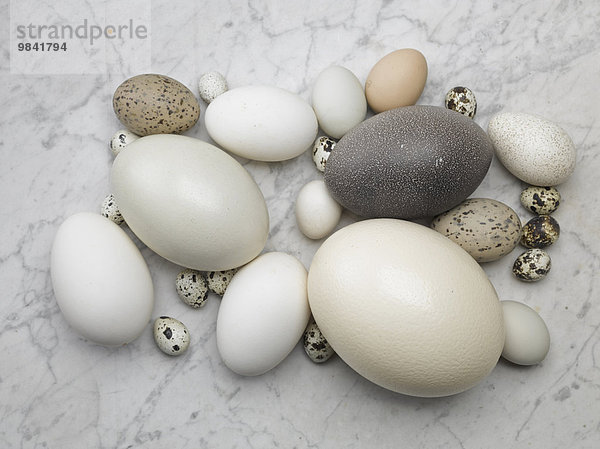 Verschiedene Eier auf Marmor  Wachteleier  Hühnereier  Enteneier  Straußenei
