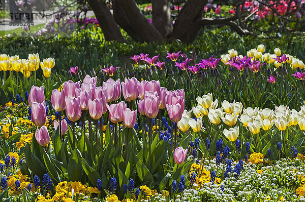 Garten-Tulpen (Tulipa)  Botanischer Garten  München  Oberbayern  Bayern  Deutschland  Europa