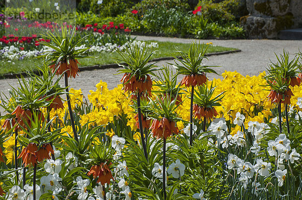 Kaiserkronen (Fritillaria imperialis) und Frühlingsblumen  Botanischer Garten  München  Oberbayern  Bayern  Deutschland  Europa