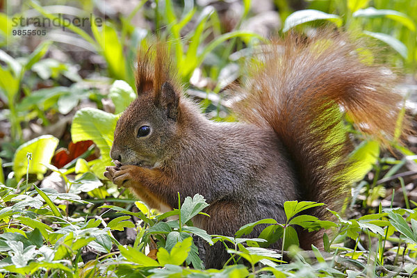 Eichhörnchen (Sciurus vulgaris) sitzt in Wiese und frisst  Deutschland  Europa