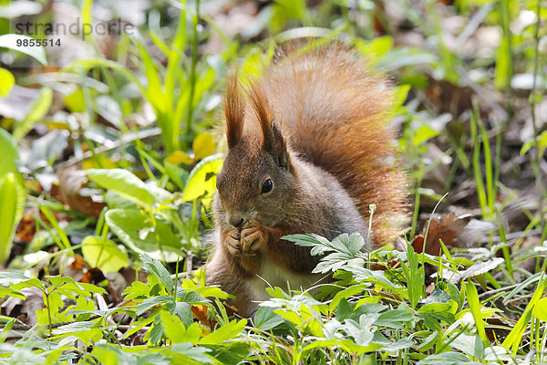 Eichhörnchen (Sciurus vulgaris) sitzt in Wiese und frisst  Deutschland  Europa