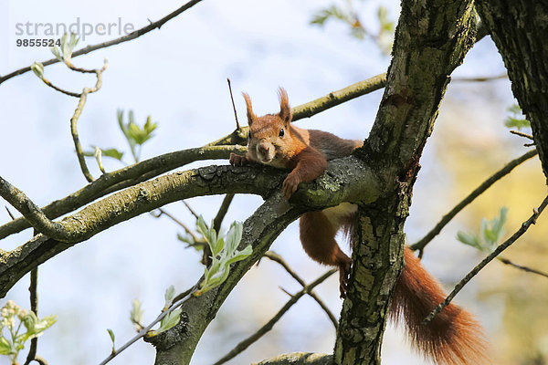 Eichhörnchen (Sciurus vulgaris) klettert im Baum  Deutschland  Europa
