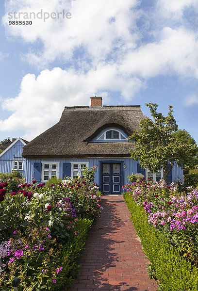 Reetgedecktes Holzhaus  Born am Darß  Fischland-Darß-Zingst  Mecklenburg-Vorpommern  Deutschland  Europa