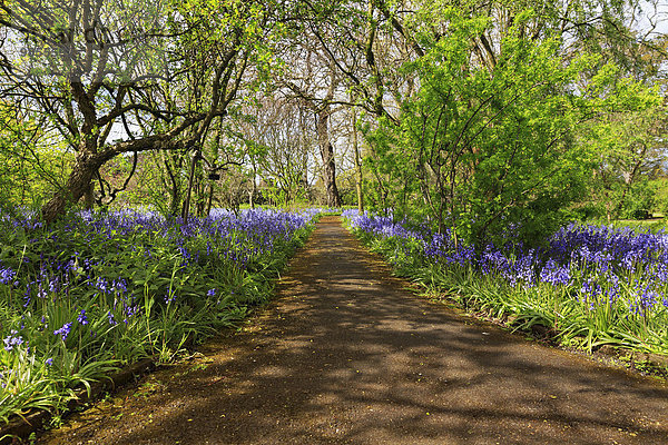 Bluebells (Hyacinthoides non-scripta) blühen am Wegrand  Dublin  Irland  Europa