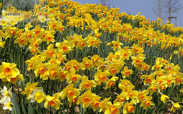 Narzissen (Narcissus) an einer Straßenböschung  Landau-Wollmesheim  Südpfalz  Pfalz  Rheinland-Pfalz  Deutschland  Europa