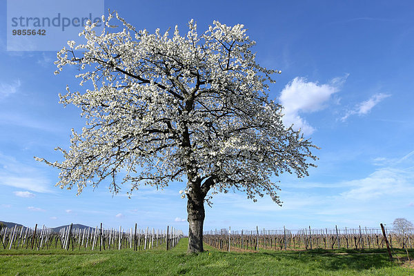 Blühender Kirschbaum (Prunus avium) im Weinberg  Südpfalz  Rheinland-Pfalz  Deutschland  Europa