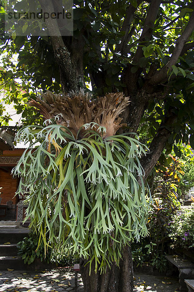 Geweihfarn (Platycerium coronarium)  Bali  Indonesien  Asien