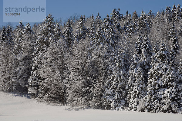 Schneebedeckte Bäume  Wald  Eastern Townships  South Stukely  Québec  Kanada  Nordamerika