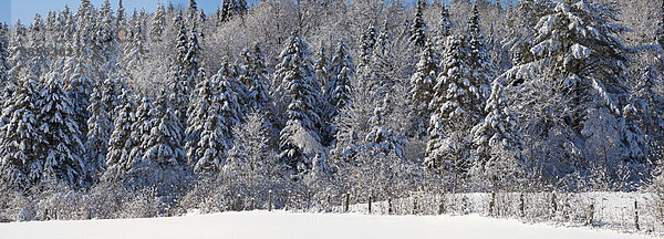 Schneebedeckte Bäume  Québec  Kanada  Nordamerika