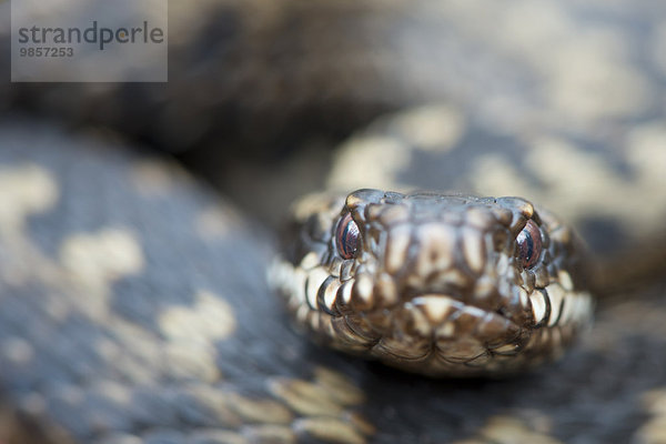 Kreuzotter (Vipera berus)  Emsland  Niedersachsen  Deutschland  Europa