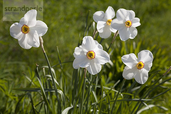 Weiße Narzissen (Narcissus)  Nordrhein-Westfalen  Deutschland  Europa