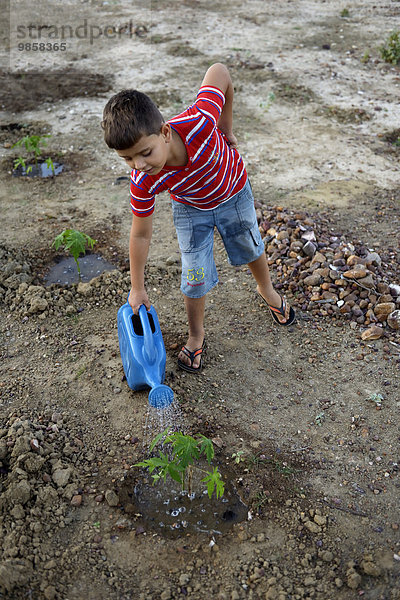 Junge gießt Papaya (Carica papaya)  Cachoeirinha  Bahia  Brasilien  Südamerika
