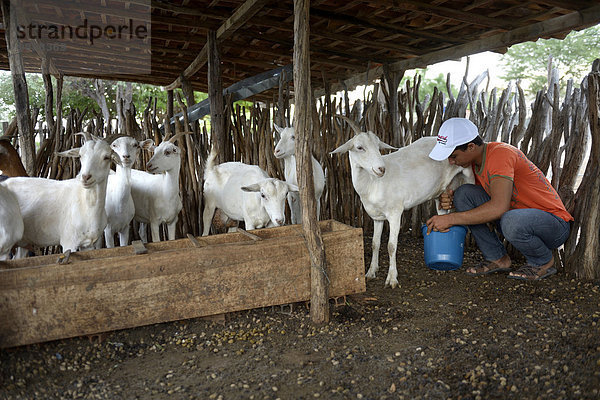 Junger Mann melkt Ziege (Capra aegagrus hircus)  Caladinho  Uaua  Bahia  Brasilien  Südamerika