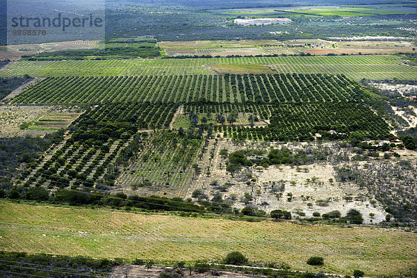 Bewässerte Obstplantage  Luftbild  bei Juarzeiro  Bahia  Brasilien  Südamerika