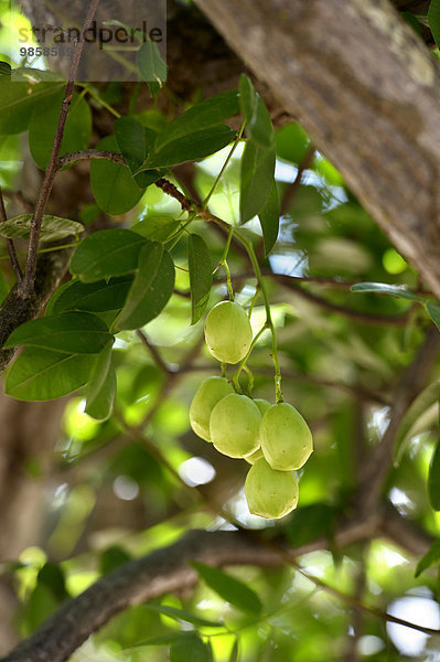 Reife Umbu-Frucht (Spondias tuberosa) am Baum  Caladinho  Uaua  Bahia  Brasilien  Südamerika