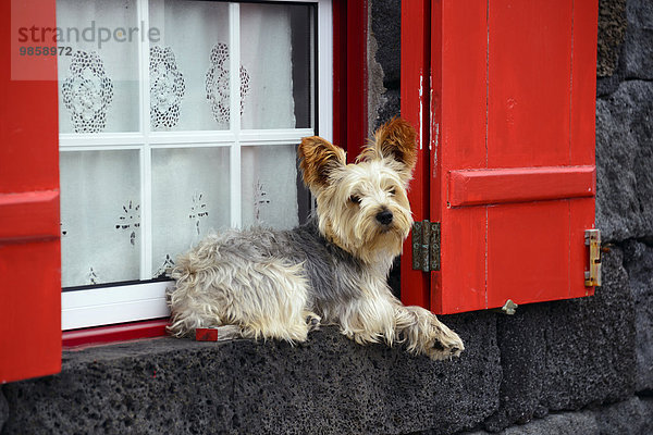 Hund liegt am Fenster  Lajido  Pico  Azoren  Portugal  Europa