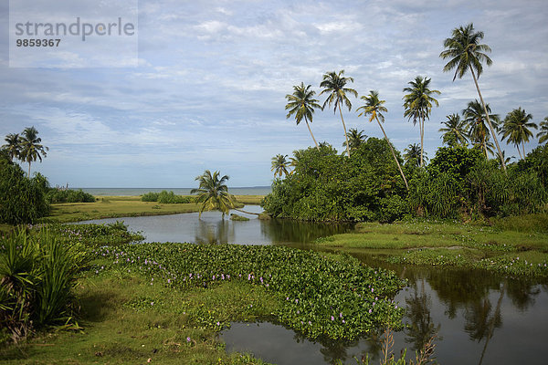 Vegetation auf der Insel Simeulue  Indonesien  Asien