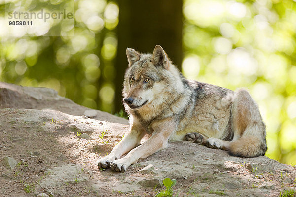 Wolf (Canis lupus) liegt auf einem Erdhügel  captive  Niedersachsen  Deutschland  Europa