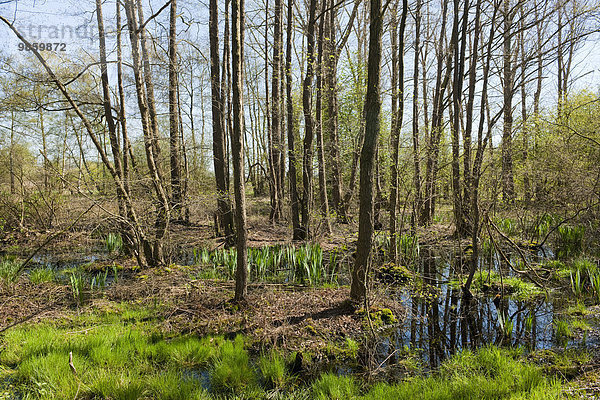 Erlen-Bruchwald  Schwarz-Erlen (Alnus glutinosa) im Frühjahr  Naturschutzgebiet Wunstorfer Moor  Niedersachsen  Deutschland  Europa