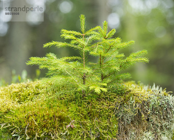 Gemeine junge Fichten  Rottanne (Picea abies)  wachsen auf Moos  Nationalpark Harz  Niedersachsen  Deutschland  Europa