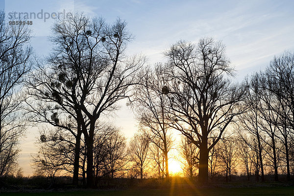 Sonnenuntergang hinter Pappeln (Populus spec.) mit Misteln  Naturschutzgebiet Drömling  Niedersachsen  Deutschland  Europa