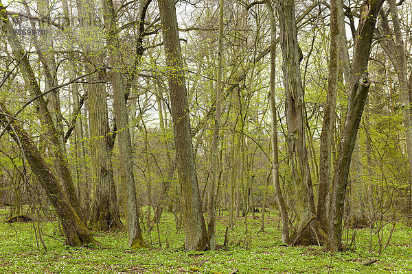 Größter Winterlinden-Wald Mitteleuropas  Winterlinden (Tilia cordata)  Naturschutzgebiet Colbitzer Lindenwald  Sachsen-Anhalt  Deutschland  Europa