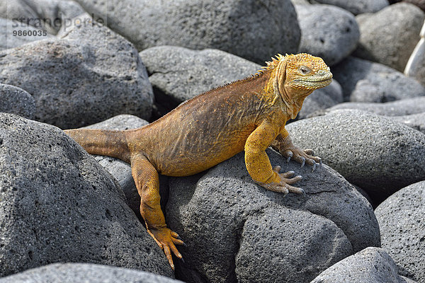 Galapagos-Landleguan  auch Drusenkopf (Conolophus subcristatus)  Insel Seymour Norte  Galapagosinseln  Ecuador  Südamerika